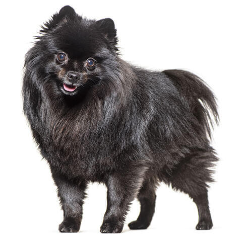 German Spitz Mittel Dog Breed Information Purina